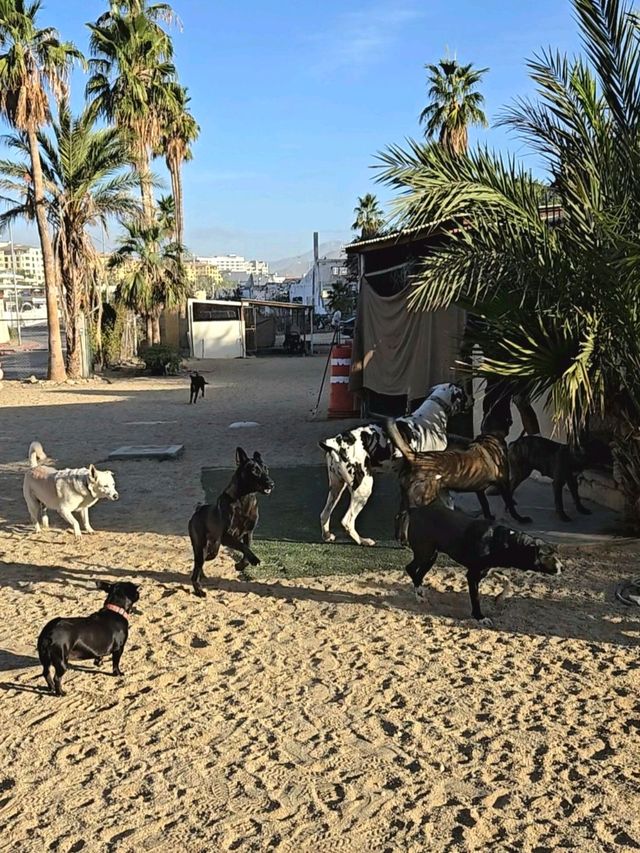 Wanna hike to the edge of the Earth…WITH DOGS? You can in Cabo 🐾🌊🔥