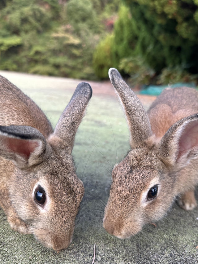 兔奴必遊🐰大久野島探兔仔賞日落🌄