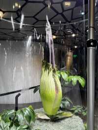 2025西雅圖亞馬遜必去景點：The Spheres