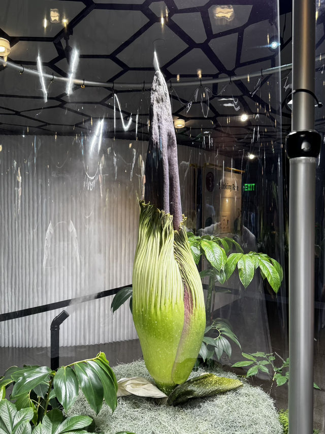 2025西雅圖亞馬遜必去景點：The Spheres