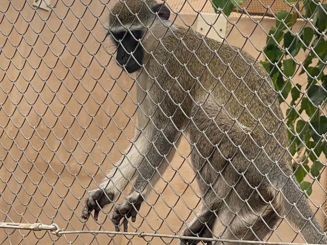 Al Ain Zoo  🐪