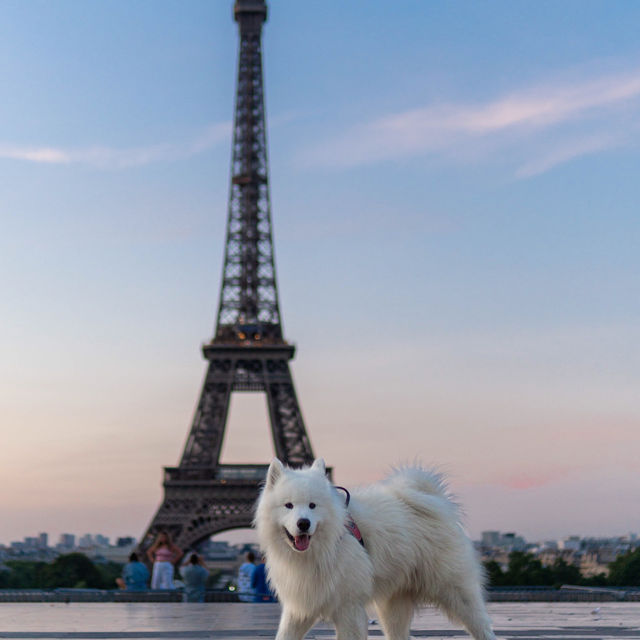 The best viewpoint to see the Eiffel Tower