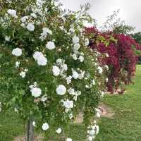 The Beautiful Victoria State Rose Garden 🇦🇺