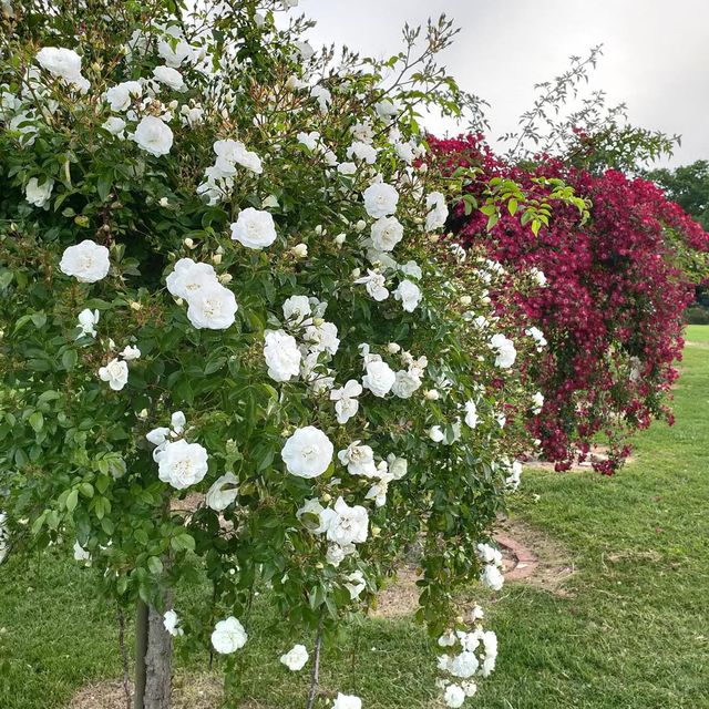 The Beautiful Victoria State Rose Garden 🇦🇺