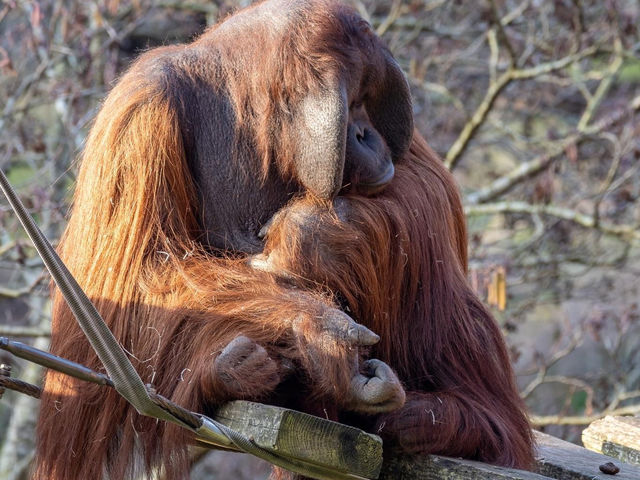 Paignton Zoo Environmental Park 🐘🦒