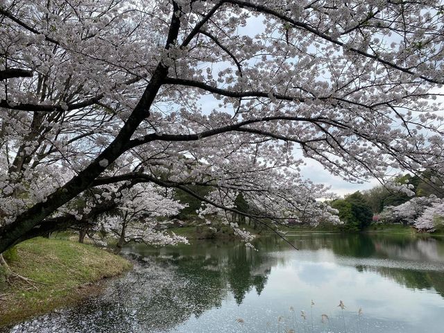 Mitsuike Park 🇯🇵