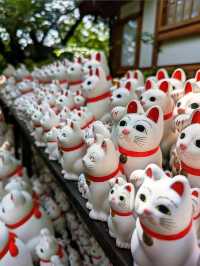 ⛩️豪德寺🐱藏有大量招財貓雕像的佛寺