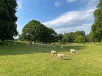 Chatsworth House: A Day with the Sheep 🐑🏰