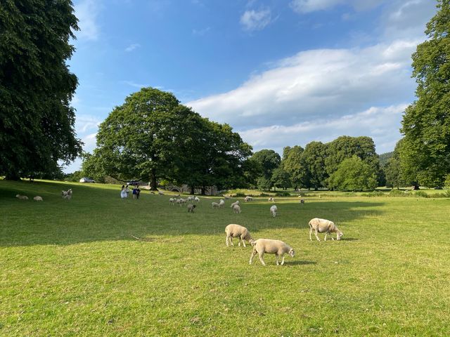 Chatsworth House: A Day with the Sheep 🐑🏰