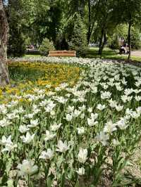 Spring Vibes at Tattybübü Tursunbayeva Garden Square, Bishkek