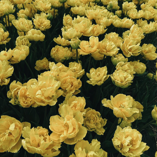 Tulip Wonderland: A Blooming Dream in Amsterdam