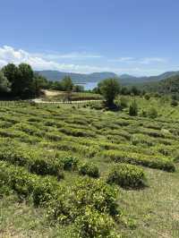 Making your own tea in Georgia
