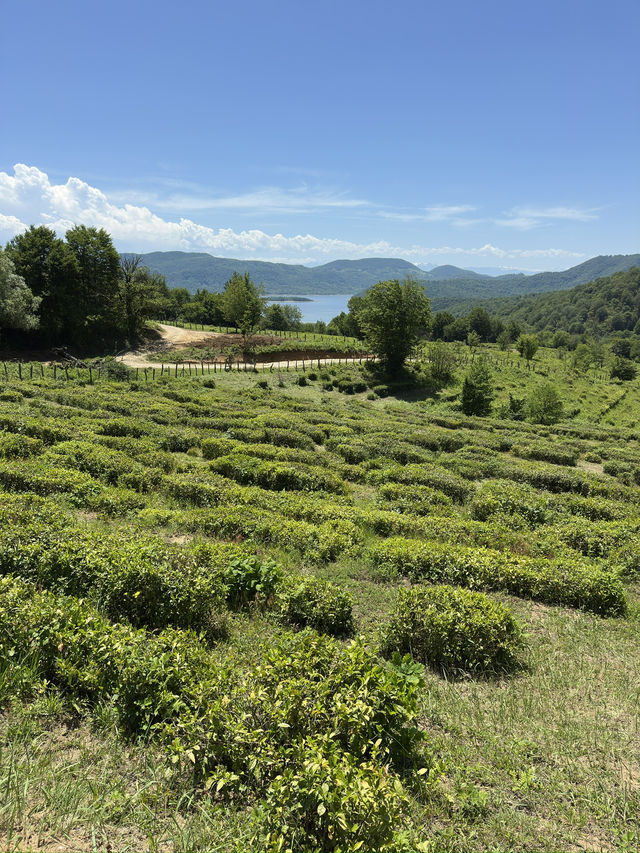 Making your own tea in Georgia
