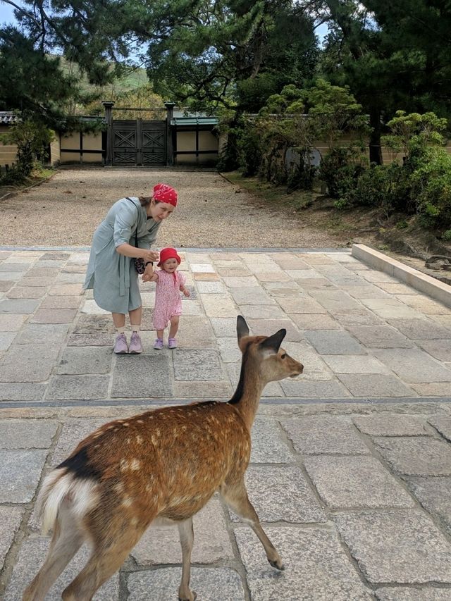Osaka, Kyoto, Nara, itinerary plan for 3 days