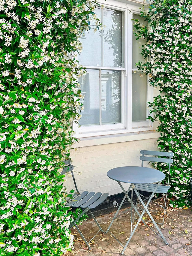 This is a spring jasmine 