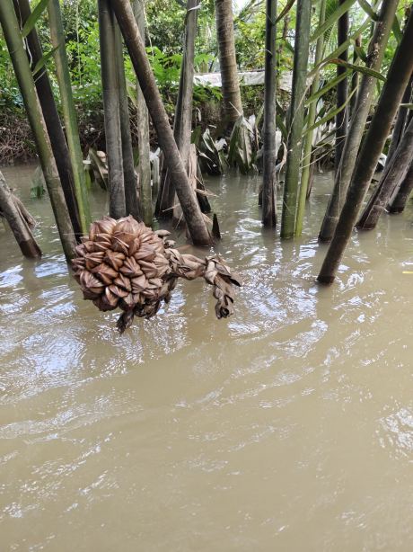 Exploring Cu Chi Tunnels & Mekong Delta: An Adventure-Packed Day Tour