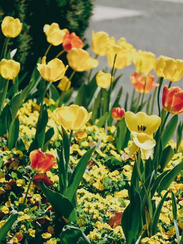 Springtime Nature in Shanghai🇨🇳♥️