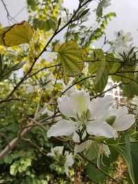 Lychee Park Flower Viewing | Unique White Flowers Show the Beauty