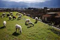 Sheep have become an important force in protecting the ancient ruins of Pompeii.