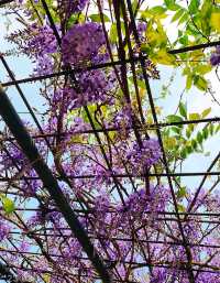 Hong Kong Flower Appreciation | Beautiful blooming of Wisteria at Shenzhen's Qingkuai Tang