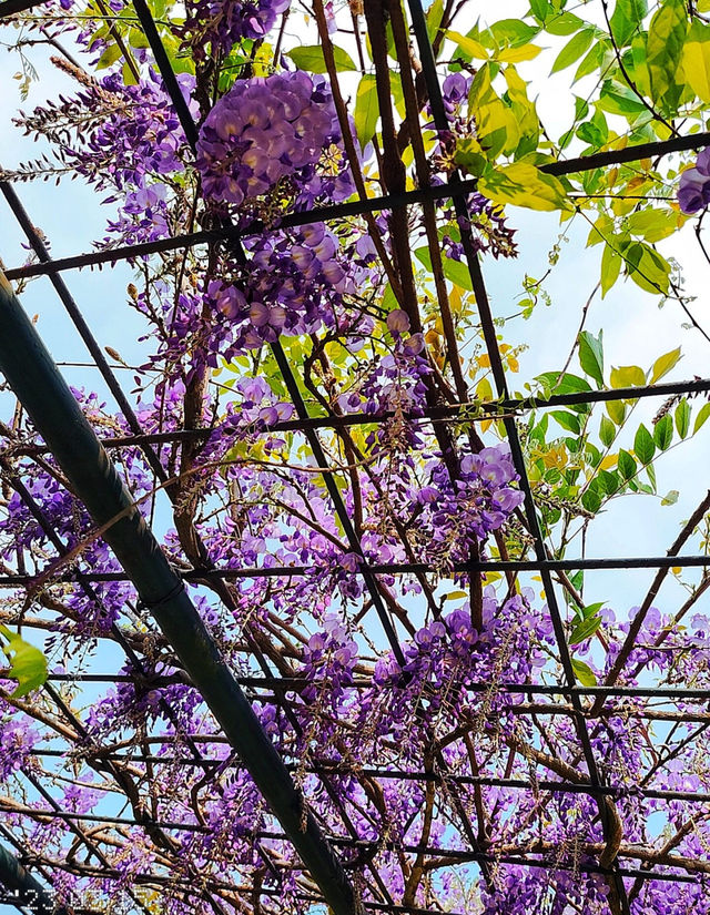 Hong Kong Flower Appreciation | Beautiful blooming of Wisteria at Shenzhen's Qingkuai Tang
