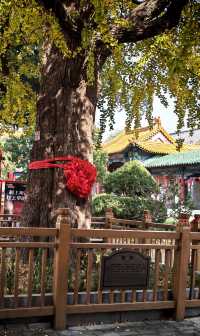 大海東來第一山，五鎮之首：東鎮沂山