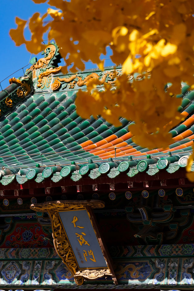 鄭州 | 文廟的銀杏黃了 鄭州最美的季節來了