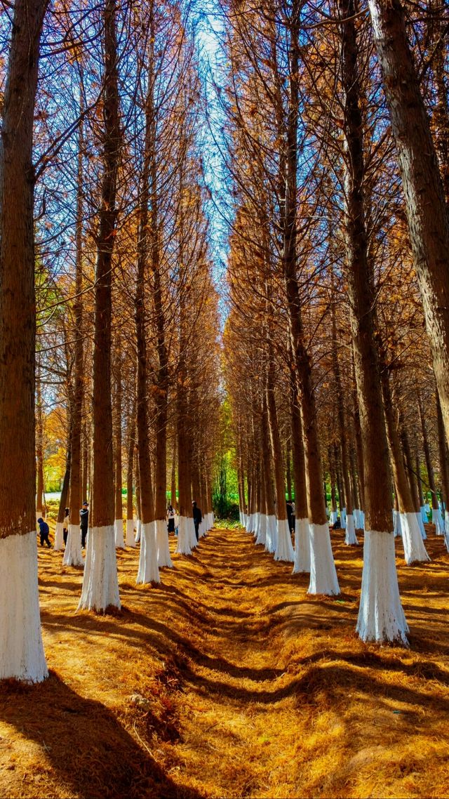 昆明海洪濕地公園太寶藏，還有海鷗，簡直就是人間境地