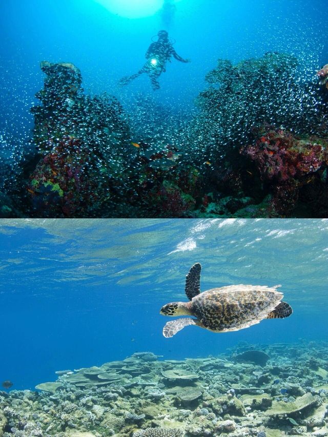 馬爾代夫嘅哈達哈島（Hadahaa）係一個真正嘅浮潛天堂。