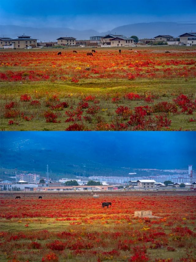 稻城紅草地，美成油畫的網紅打卡地！