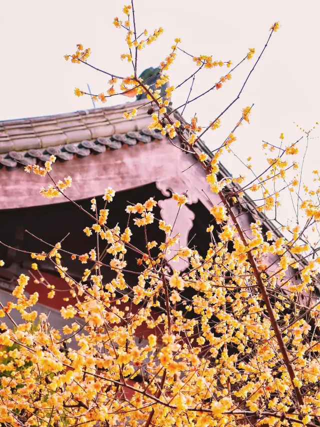 Come to Qianwang Temple in Hangzhou for the New Year, and make money this year