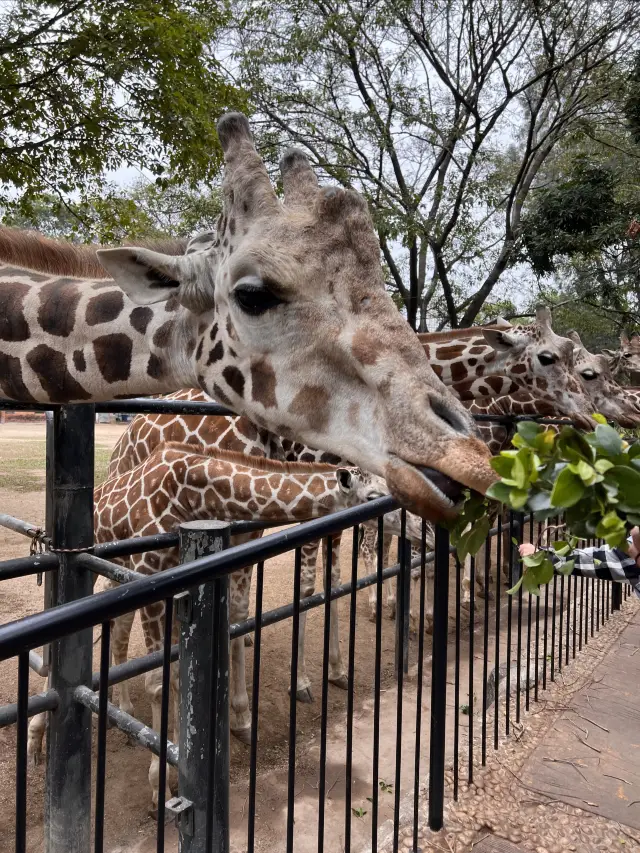 広州動物園の楽しみ方、20元でパンダを見る