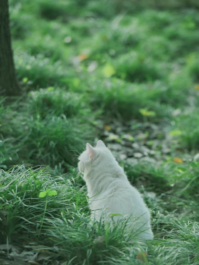 冬季戶外·自由之光·黃興公園