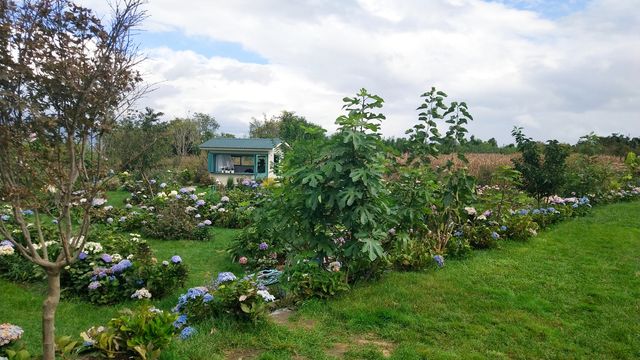 大理貓咪花園