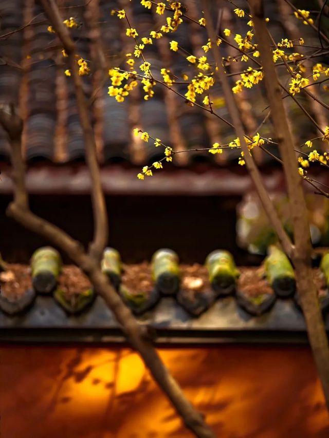 成都｜浣花溪公園的蠟梅開了