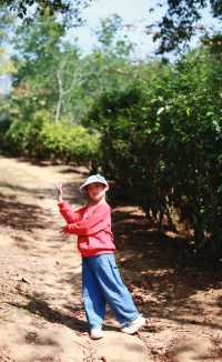 景迈山古茶林：全球！首個以茶文化為主題申報的世界文化遺產