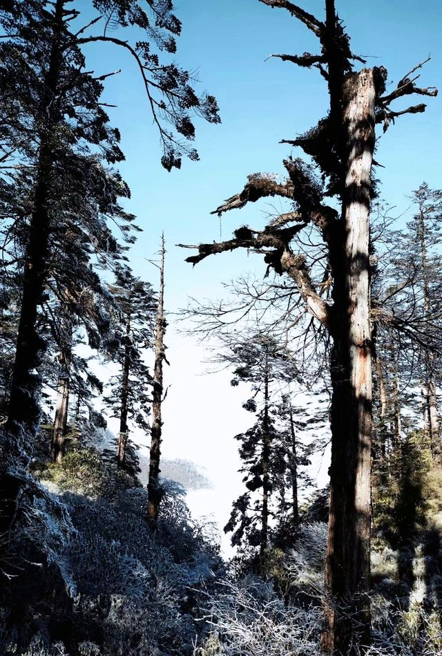 姊妹們來川西與雪來一次擁抱呗