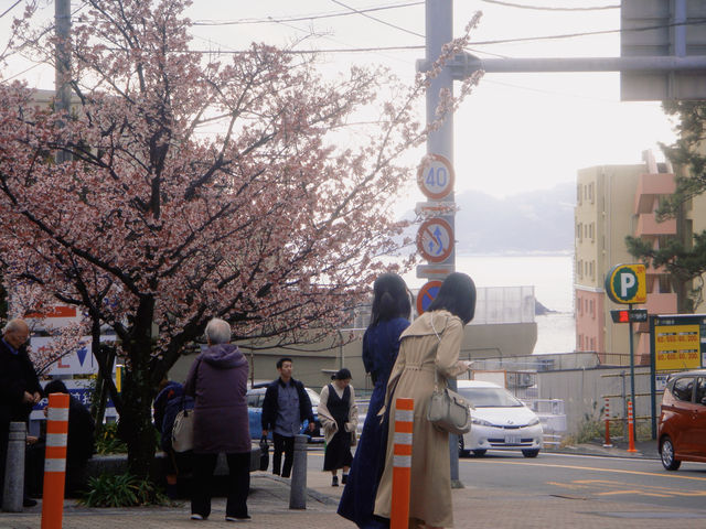 呀 和我一起走花路吧東京一小時車程就可以看到粉色海洋！