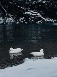 安吉最後一場大雪真想在這養老