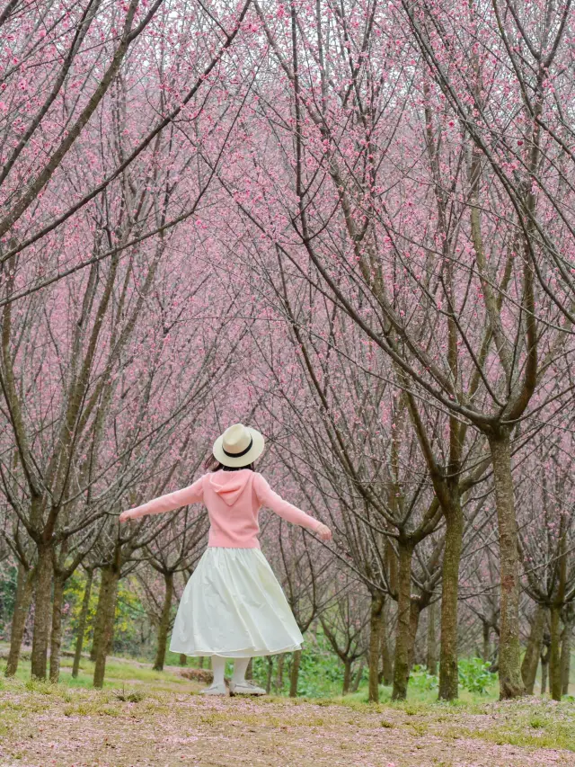這裡才是成都賞梅天花板吧滿山梅花，巨出片