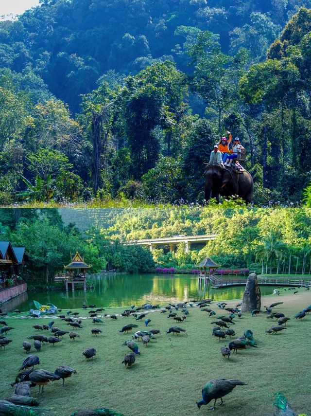 冬季避寒勝地西雙版納旅遊攻略