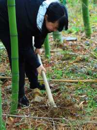 踏春賞花攻略
