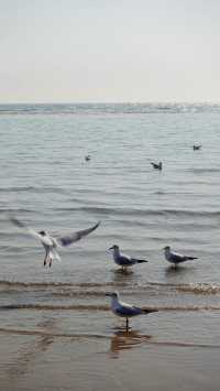 秦皇島北戴河海邊日出日落