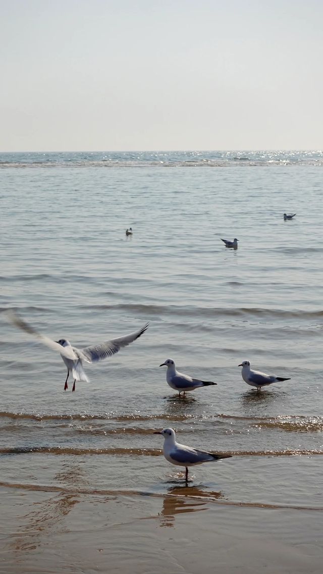 秦皇島北戴河海邊日出日落