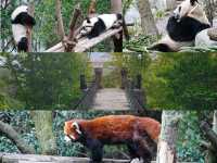 Must see Panda Village in Chengdu