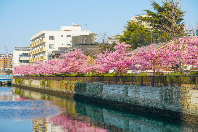 日本東京早櫻最佳賞花地