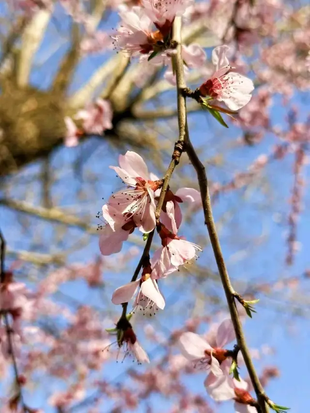 Beijing's Spring Blossom