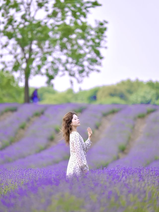 魔都普羅旺斯這裡的薰衣草也太浪漫了吧！