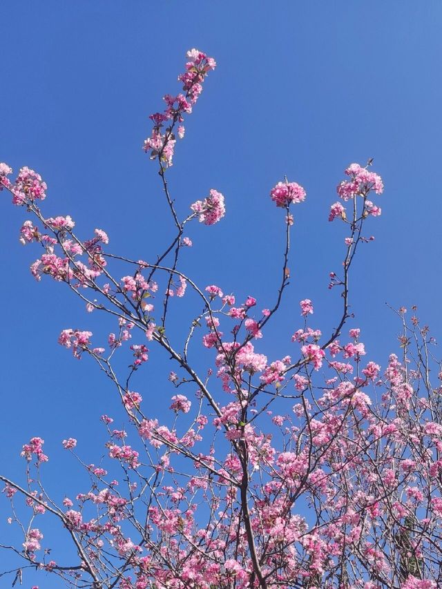 3月圓通山賞花你值得