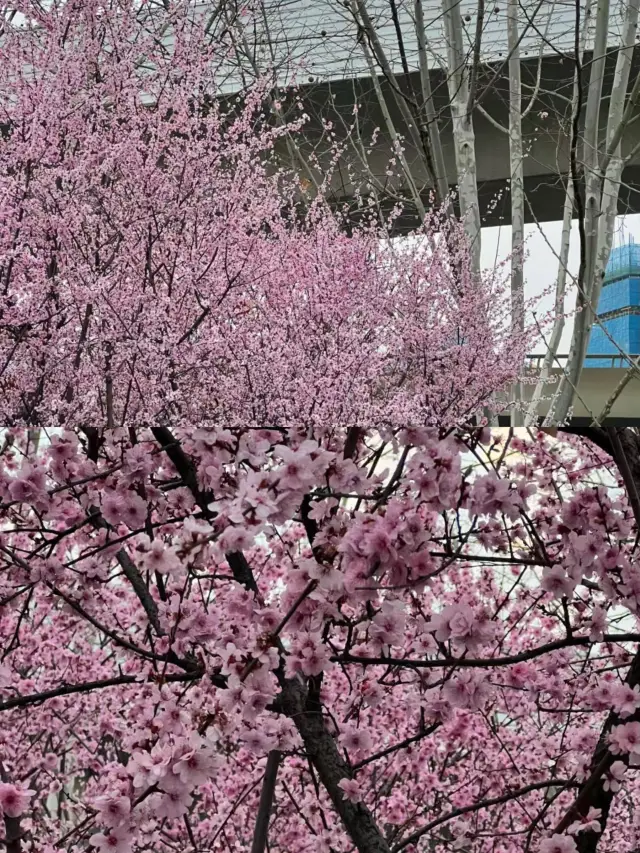 私をクリックして、ここで桜を無料で見ることができます